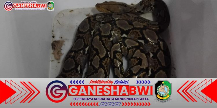 Damkar Banyuwangi Evakuasi Ular Piton dari Atap Rumah Warga