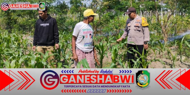 Bhabinkamtibmas Singojuruh Dampingi Petani, Dukung Ketahanan Pangan dengan Monitoring Tanaman Jagung Bhabinkamtibmas Singojuruh Dampingi Petani, Dukung Ketahanan Pangan dengan Monitoring Tanaman Jagung