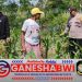 Bhabinkamtibmas Singojuruh Dampingi Petani, Dukung Ketahanan Pangan dengan Monitoring Tanaman Jagung