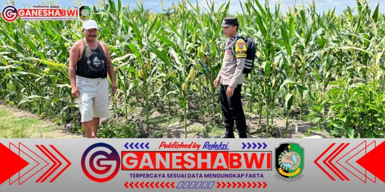 Bhabinkamtibmas Polresta Banyuwangi Dampingi Petani, Dukung Ketahanan Pangan Berkelanjutan