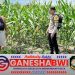 Bhabinkamtibmas Polresta Banyuwangi Dampingi Petani, Dukung Ketahanan Pangan Berkelanjutan