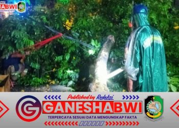 Pohon Tumbang di Jalan Susuit Tubun Banyuwangi, Lurah Kepatihan dan Damkar Bergerak Cepat Atasi Hambatan