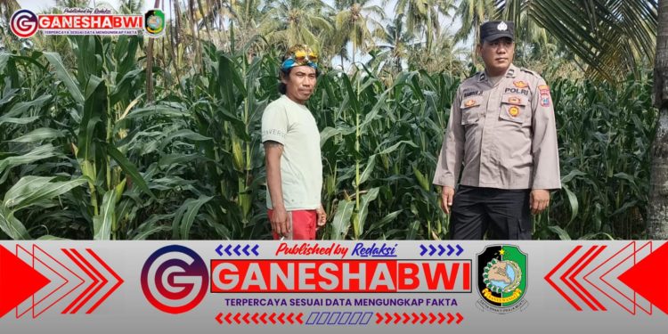 Bhabinkamtibmas Polresta Banyuwangi Dampingi Petani Jagung, Dukung Ketahanan Pangan Nasional