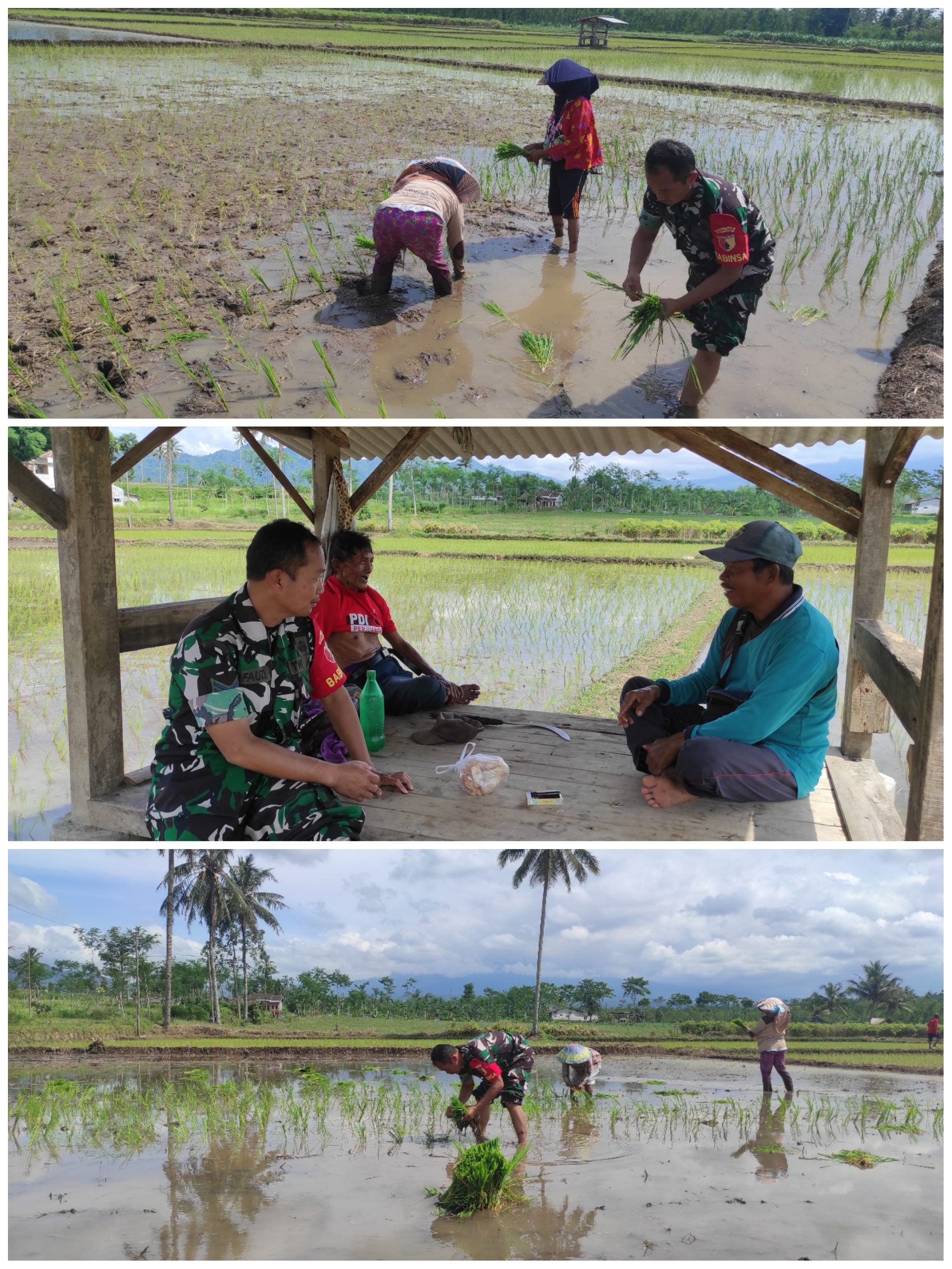 Babinsa Koramil 0825/05 Kalibaru Dampingi Petani Perluas Lahan Sawah, Dukung Ketahanan Pangan