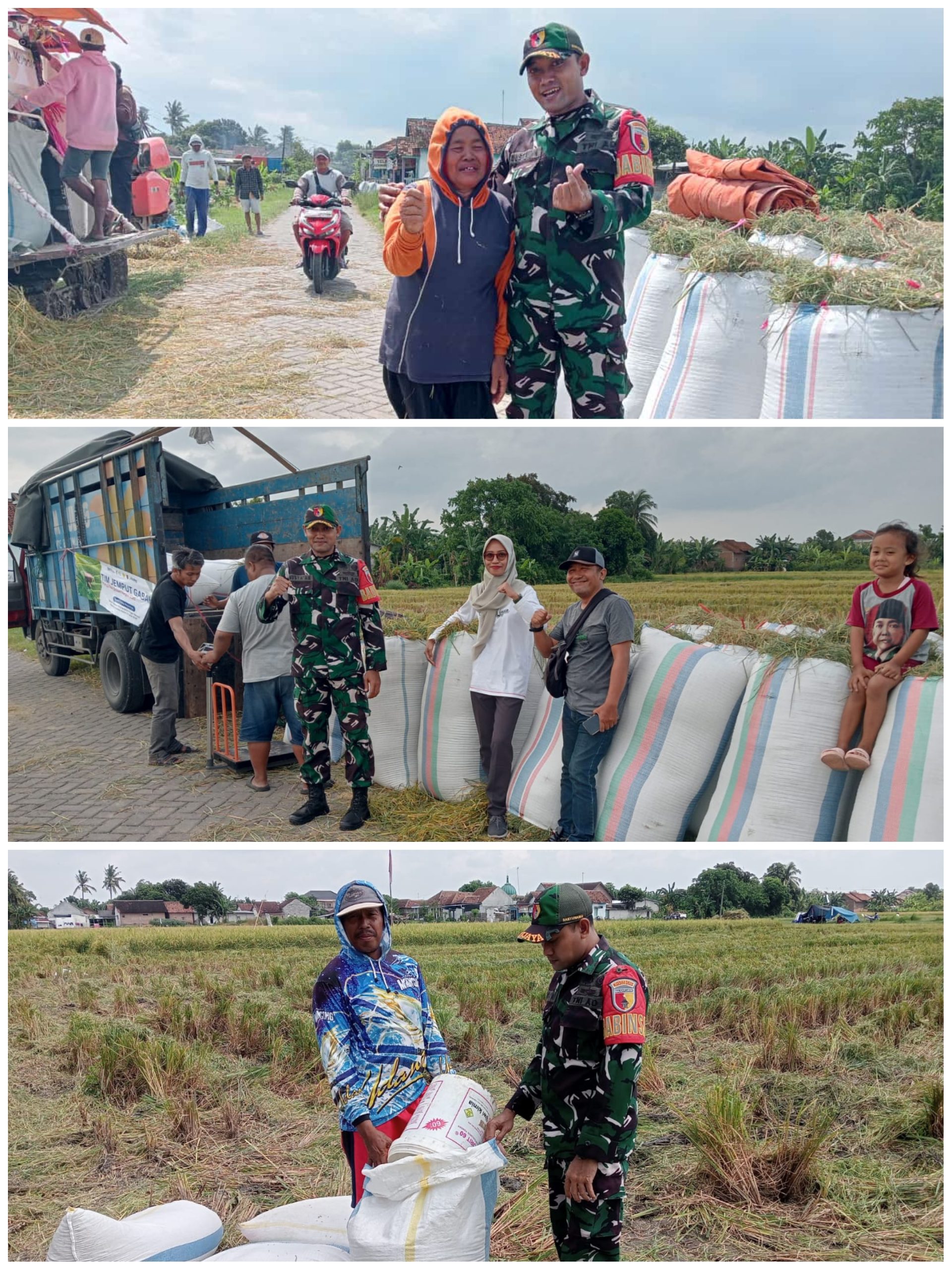 Babinsa Kebaman Dampingi Bulog Serap Gabah Petani untuk Dukung Swasembada Pangan