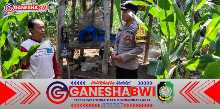 Bhabinkamtibmas Polsek Tegaldlimo Dukung Ketahanan Pangan, Pantau Perkembangan Tanaman Jagung Bhabinkamtibmas Polsek Tegaldlimo Dukung Ketahanan Pangan, Pantau Perkembangan Tanaman Jagung