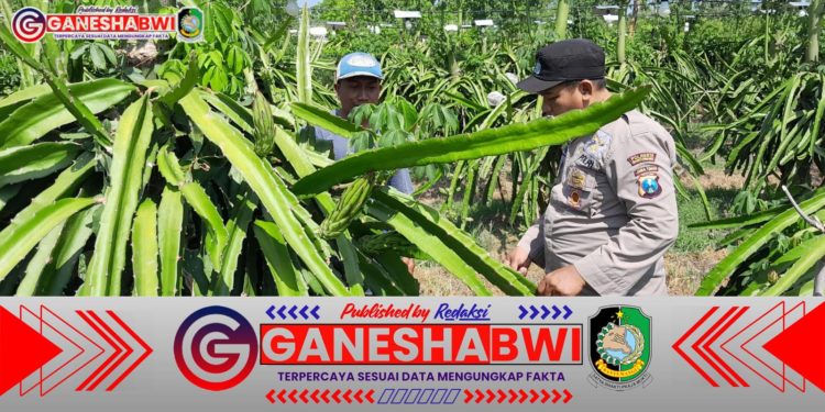 Bhabinkamtibmas Polresta Banyuwangi Dukung Budidaya Buah Naga di Pekarangan Warga untuk Ketahanan Pangan