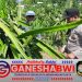 Bhabinkamtibmas Polresta Banyuwangi Dukung Budidaya Buah Naga di Pekarangan Warga untuk Ketahanan Pangan