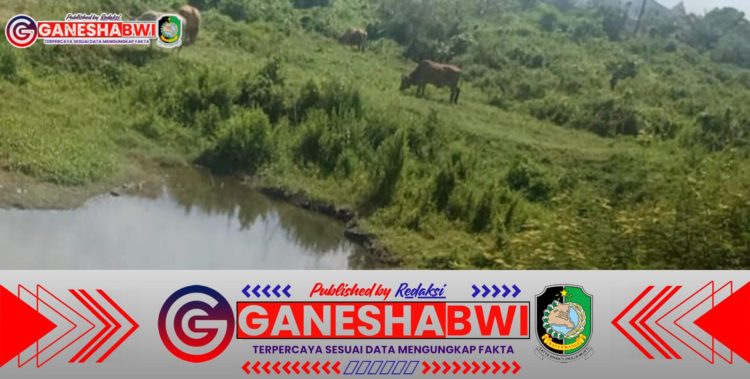 Desakan untuk Tindakan: Bekas Galian C di Karangbendo, Rogojampi, Banyuwangi Belum Direklamasi