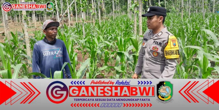 Polresta Banyuwangi Dukung Swasembada Pangan Lewat Pendampingan Penanaman Jagung