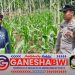 Polresta Banyuwangi Dukung Swasembada Pangan Lewat Pendampingan Penanaman Jagung