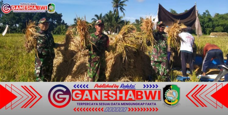 TNI Dukung Ketahanan Pangan, Babinsa Koramil Songgon Dampingi Panen Raya Serentak di Tiga Desa TNI Dukung Ketahanan Pangan, Babinsa Koramil Songgon Dampingi Panen Raya Serentak di Tiga Desa