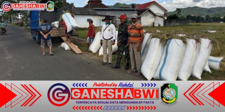 TNI, Bulog, dan BPP Bersinergi Serap Gabah Petani di Kalibaru Banyuwangi