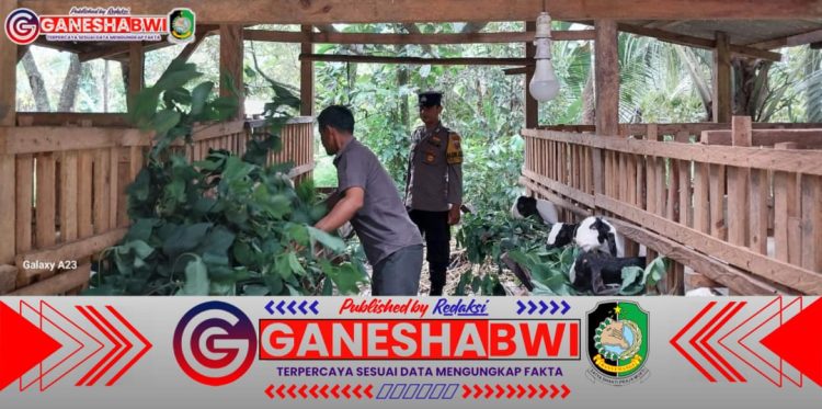 Bhabinkamtibmas Banyuwangi Dampingi Warga Beternak Kambing, Dukung Ketahanan Pangan Desa