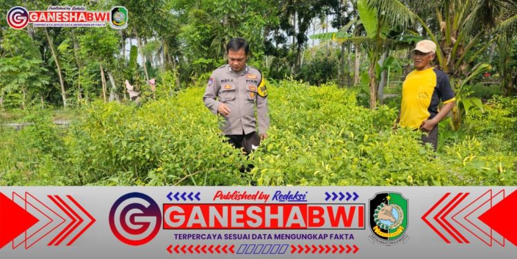 Bhabinkamtibmas Banyuwangi Dampingi Warga Budidaya Cabai, Dukung Ketahanan Pangan dari Pekarangan