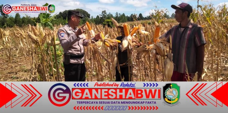 Bhabinkamtibmas Banyuwangi Dampingi Panen Jagung di Lahan Perhutani, Wujud Dukungan Ketahanan Pangan