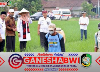 Banyuwangi Targetkan Produksi 800 Ribu Ton Beras di 2025, Dukung Swasembada Pangan Nasional