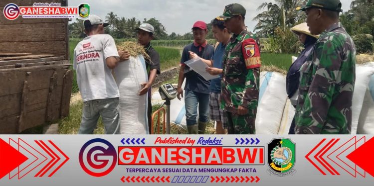 Babinsa Koramil Songgon Kawal Penyerapan 5,9 Ton Gabah Petani di Empat Desa