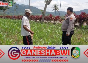 Bhabinkamtibmas Banyuwangi Dampingi Petani Jagung, Dukung Ketahanan Pangan Nasional