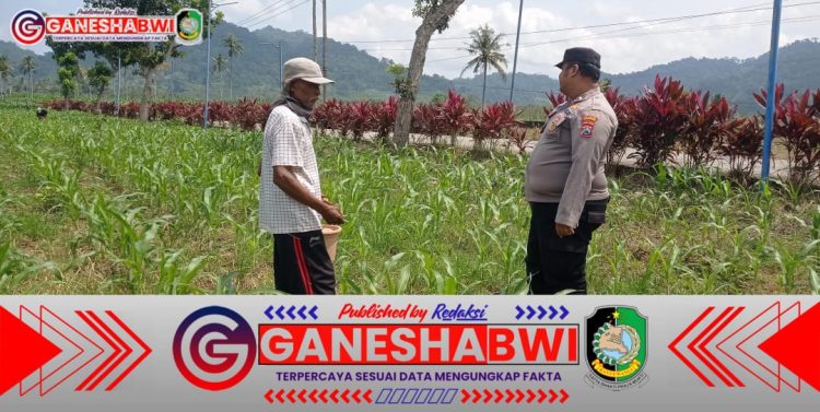 Bhabinkamtibmas Banyuwangi Dampingi Petani Jagung, Dukung Ketahanan Pangan Nasional
