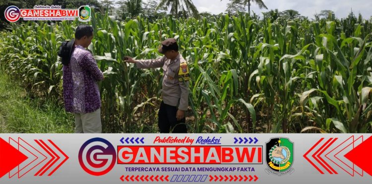 Bhabinkamtibmas Polresta Banyuwangi Kawal Ketahanan Pangan Lewat Monitoring Tanaman Jagung