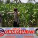 Bhabinkamtibmas Polresta Banyuwangi Kawal Ketahanan Pangan Lewat Monitoring Tanaman Jagung