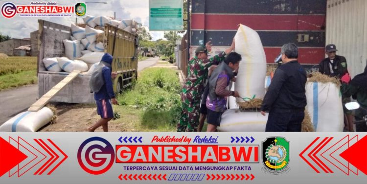 Babinsa Genteng Dampingi Bulog Serap Gabah Petani di Kembiritan