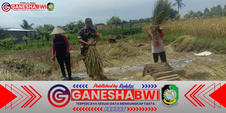 Babinsa Glagah Dampingi Petani Panen Padi di Karangasem Bakungan