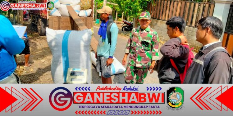 Babinsa Songgon Kawal Penyerapan Ribuan Kilogram Gabah Petani Demi Ketahanan Pangan Nasional