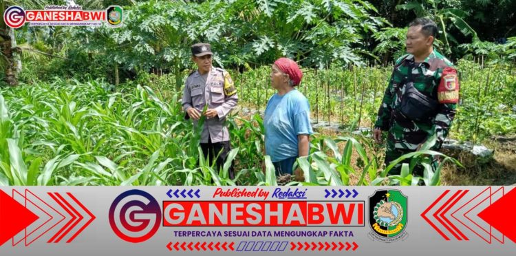 Bhabinkamtibmas Polsek Bangorejo Dampingi Petani Jagung Dukung Program Ketahanan Pangan Nasional