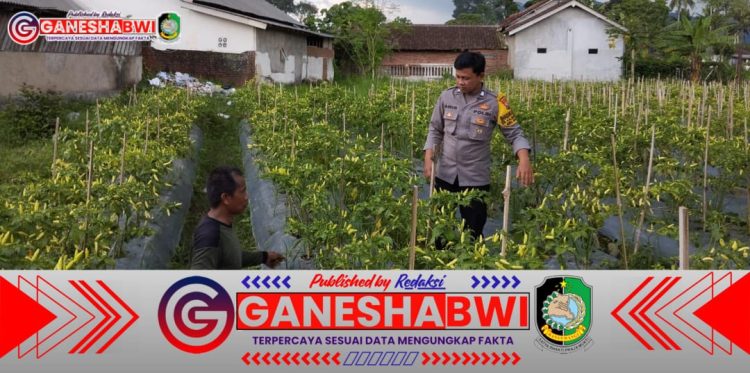 Bhabinkamtibmas Polresta Banyuwangi Dukung Ketahanan Pangan Lewat Budi Daya Cabai Rawit di Lahan Pekarangan