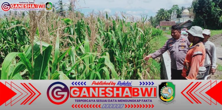 Polisi Banyuwangi Aktif Dampingi Petani, Dukung Ketahanan Pangan Lewat Budidaya Jagung