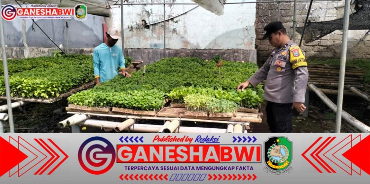Dukung Ketahanan Pangan, Bhabinkamtibmas Polresta Banyuwangi Manfaatkan Pekarangan untuk Pembibitan Cabai dan Terong Dukung Ketahanan Pangan, Bhabinkamtibmas Polresta Banyuwangi Manfaatkan Pekarangan untuk Pembibitan Cabai dan Terong
