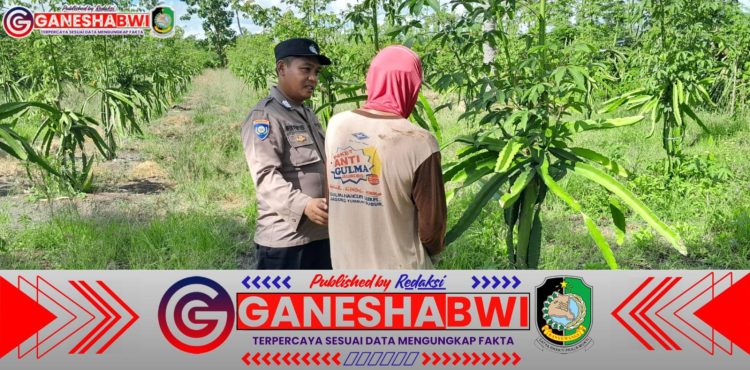 Bhabinkamtibmas Tegaldlimo Dorong Warga Tanam Buah Naga untuk Wujudkan Ketahanan Pangan