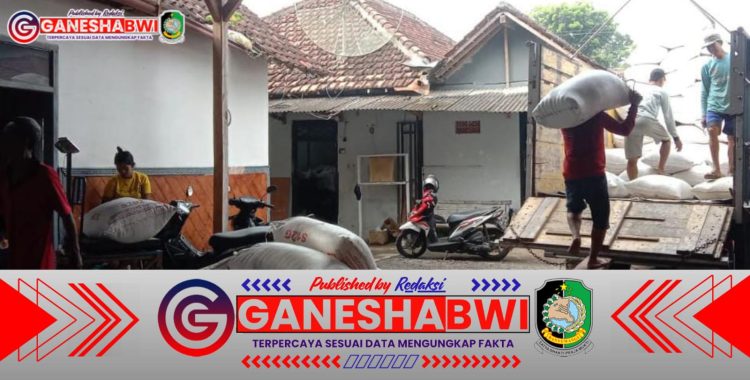 Babinsa Tegaldlimo Dampingi Serapan Gabah Petani Kalipait, Perkuat Ketahanan Pangan dan Sejahterakan Petani