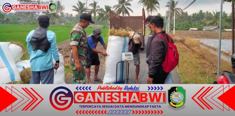 Babinsa Songgon Dampingi Serapan Gabah Petani, Pastikan Harga Sesuai dan Penyerapan Maksimal