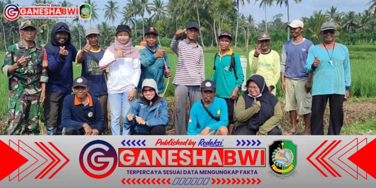 Babinsa Sragi Dampingi Petani Tangani Serangan Wereng, Jaga Produktivitas Padi Tetap Optimal