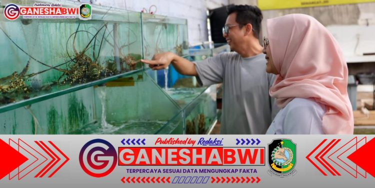 Banyuwangi Kampung Lobster: Sukses Budidaya dan Ekspor Lobster ke Tiongkok Banyuwangi Kampung Lobster: Sukses Budidaya dan Ekspor Lobster ke Tiongkok