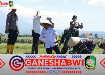 Banyuwangi Tanam Padi Serentak Bersama Presiden Prabowo, Dukung Swasembada Pangan Nasional