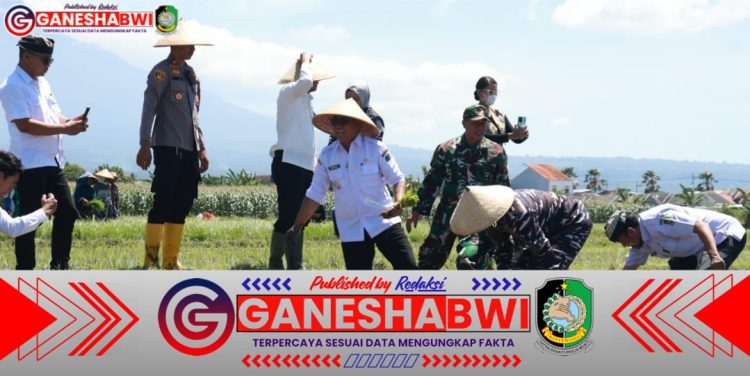 Banyuwangi Tanam Padi Serentak Bersama Presiden Prabowo, Dukung Swasembada Pangan Nasional
