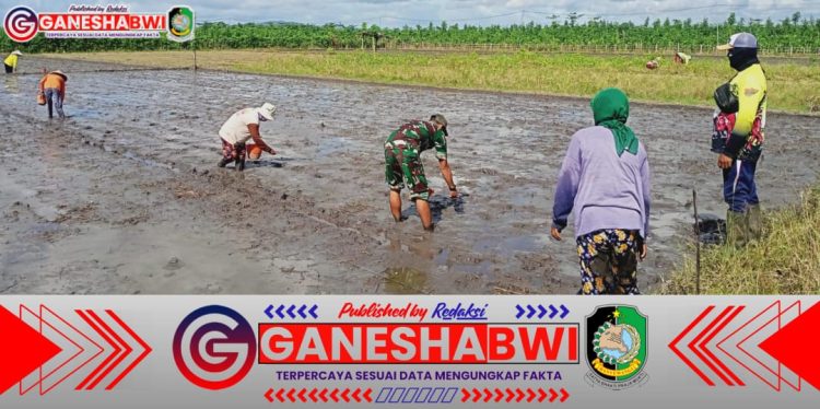 Babinsa Koramil 0825/09 Tegaldlimo Lakukan Monitoring dan Pendampingan Program LTT Gogo Gabah di Poktan Mangun Karyo