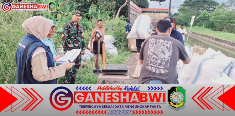 Babinsa Koramil 0825/07 Cluring Dampingi Serapan Gabah Petani untuk Optimalkan Ketahanan Pangan