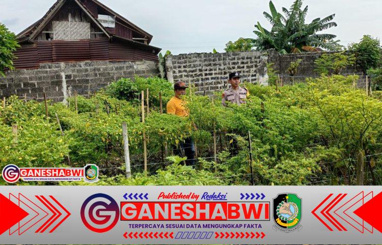 Bhabinkamtibmas Polresta Banyuwangi Lakukan Pendampingan Petani Cabe yang Manfaatkan Lahan Pekarangan Rumah