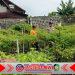 Bhabinkamtibmas Polresta Banyuwangi Lakukan Pendampingan Petani Cabe yang Manfaatkan Lahan Pekarangan Rumah
