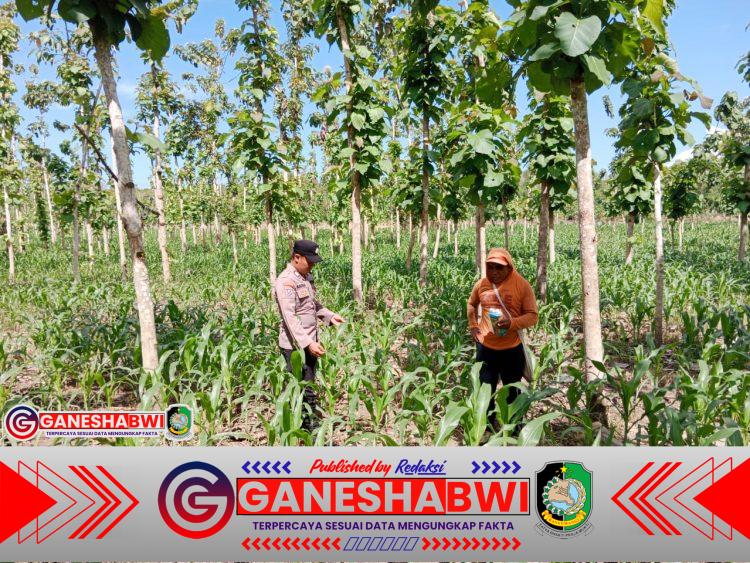 Bhabinkamtibmas Banyuwangi Dampingi Petani Jagung Dukung Program Ketahanan Pangan Nasional Bhabinkamtibmas Banyuwangi Dampingi Petani Jagung Dukung Program Ketahanan Pangan Nasional