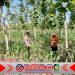 Bhabinkamtibmas Banyuwangi Dampingi Petani Jagung Dukung Program Ketahanan Pangan Nasional