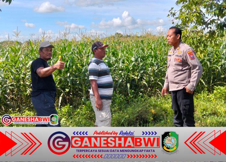 Dukung Ketahanan Pangan, Polresta Banyuwangi Dampingi Petani Jagung di Gambiran