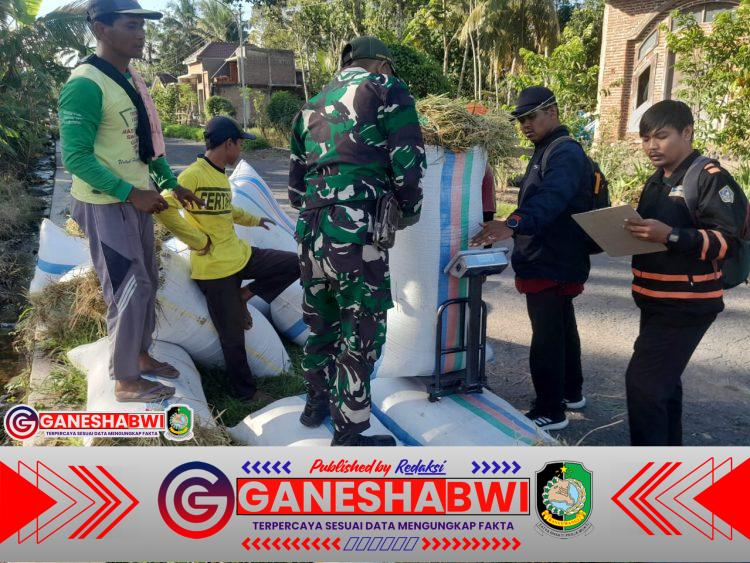 Babinsa Koramil 0825/20 Songgon Kawal Serapan Gabah Bulog di Kecamatan Songgon