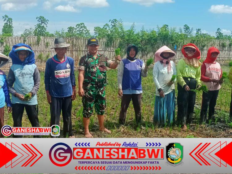 Babinsa Kendalrejo, Koramil 0825-09/Tegaldlimo Dampingi Petani Dukung Program LTT