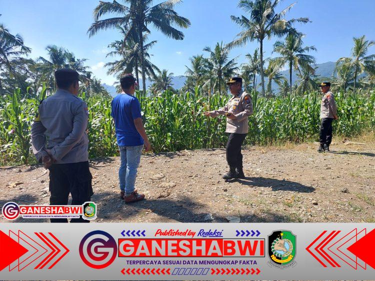 Polresta Banyuwangi Tinjau Pertumbuhan Jagung di Glenmore, Dukung Ketahanan Pangan Polresta Banyuwangi Tinjau Pertumbuhan Jagung di Glenmore, Dukung Ketahanan Pangan